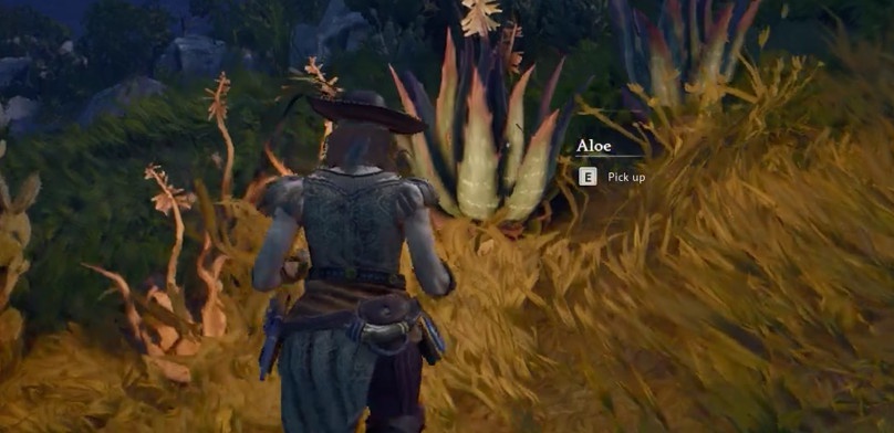 Как найти лист алоэ в Windrose