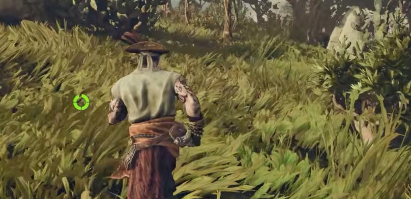 Как найти дерево Диви-Диви в Windrose